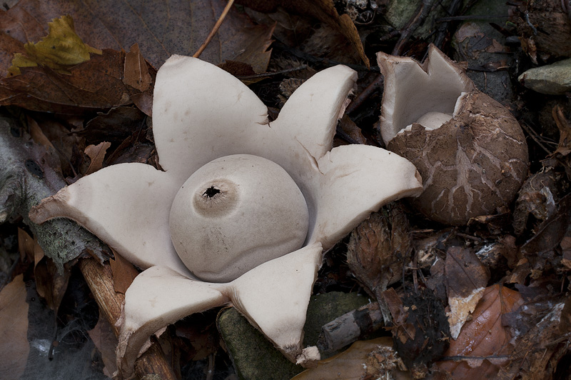 Geastrum triplex